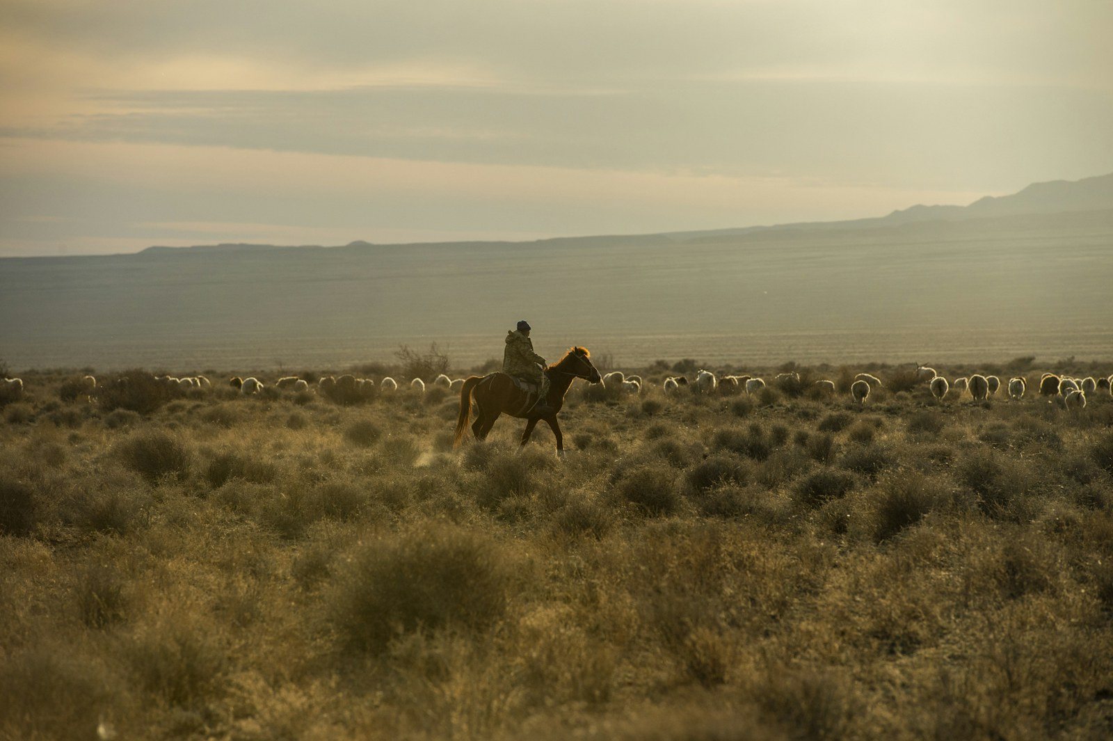 A shepherd on horseback with a flock in the evening steppe